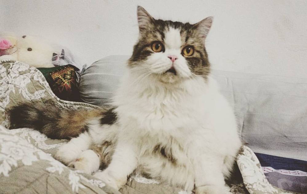 13475207_10206827332381239_2500541448630006528_o